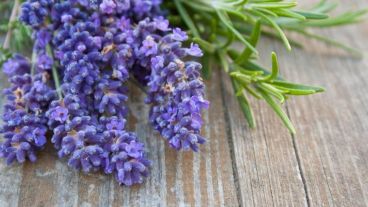 La lavanda decora de forma muy agradable las habitaciones creando un entorno de calma y sosiego.