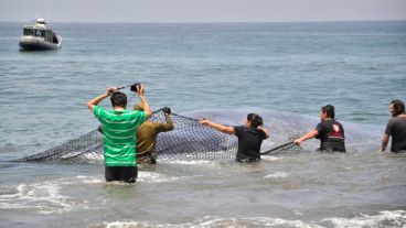 Una ballena de 20 metros fue rescatada de una playa de Iquique en Chile. (EFE)