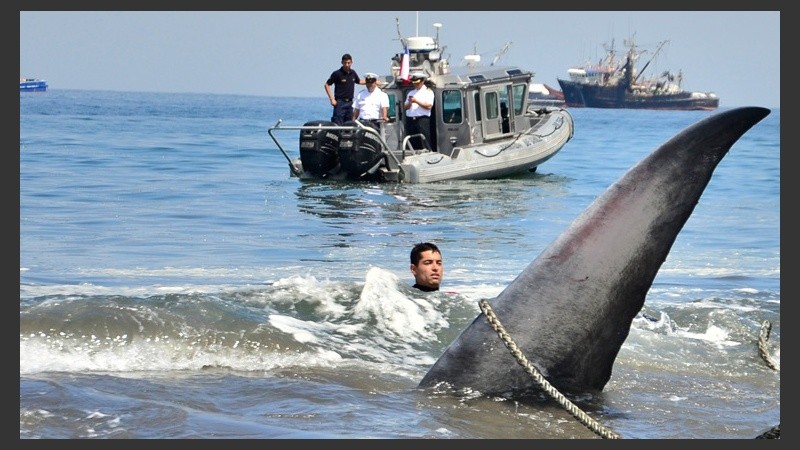 La Armada chilena confirmó que el animal pudo ser rescatado sin problemas tras un largo esfuerzo. (EFE)