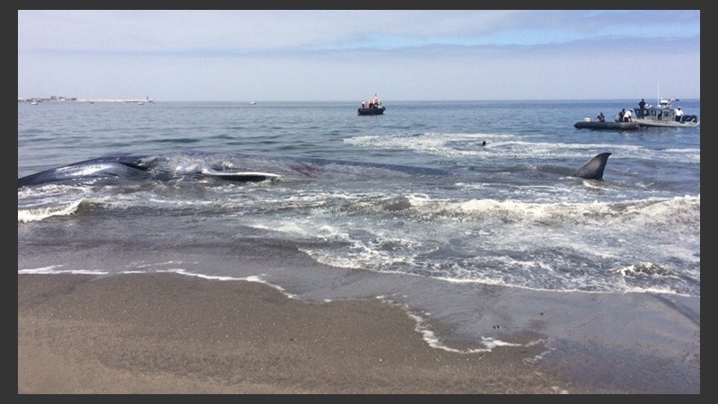 La ballena azul en la playa de Iquique. (EFE)