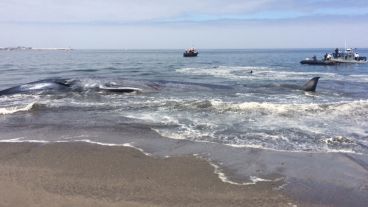 La ballena azul en la playa de Iquique. (EFE)