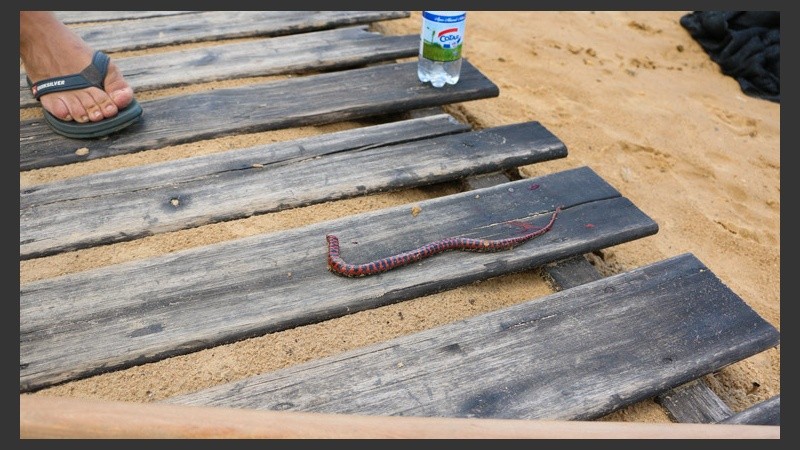 Por la crecida se han encontrado algunas víboras en la zona. (Alan Monzón/Rosario3.com)