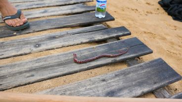 Por la crecida se han encontrado algunas víboras en la zona. (Alan Monzón/Rosario3.com)