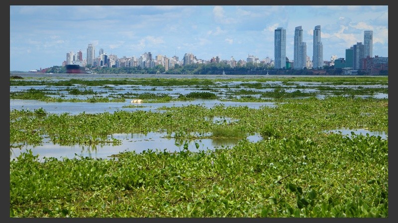 Vista de la costa central rosarina. Muchos camalotes en el agua.  (Alan Monzón/Rosario3.com)