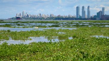 Vista de la costa central rosarina. Muchos camalotes en el agua.  (Alan Monzón/Rosario3.com)