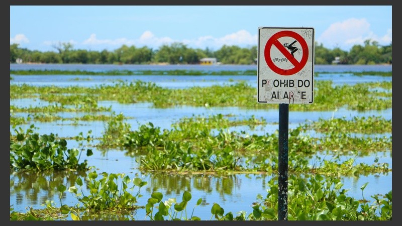 Los camalotes logran un paisaje distinto al río Paraná.  (Alan Monzón/Rosario3.com)