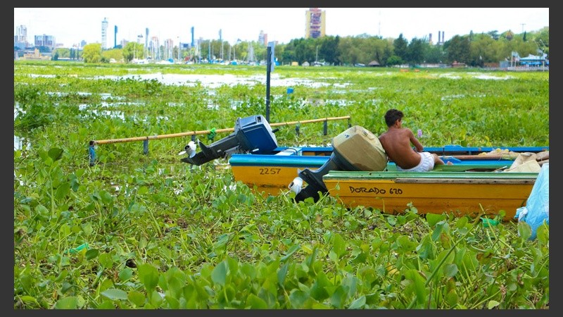 Todo verde en el río marrón. (Alan Monzón/Rosario3.com)