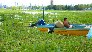Todo verde en el río marrón. (Alan Monzón/Rosario3.com)