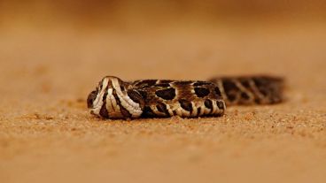 El antiveneno o suero antiofídico es el único tratamiento efectivo para la mordedura de una serpiente venenosa.
