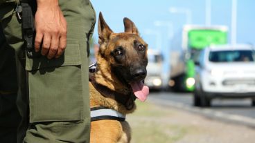 Un perro sobre la Autovía 19 colaborando con los controles. (Alan Monzón/Rosario3.com)