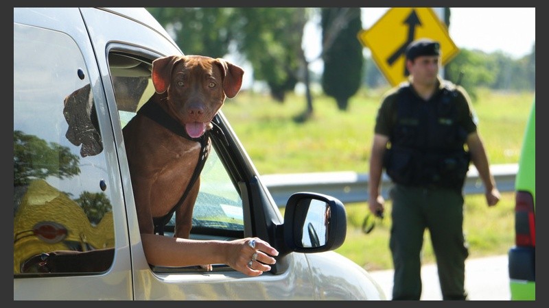 Ni los animales se salvaron de los exhaustivos controles. (Alan Monzón/Rosario3.com)