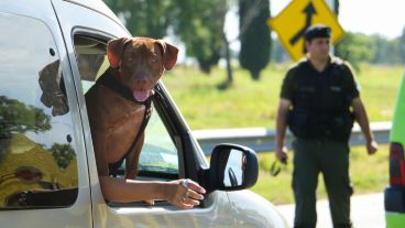 Ni los animales se salvaron de los exhaustivos controles. (Alan Monzón/Rosario3.com)