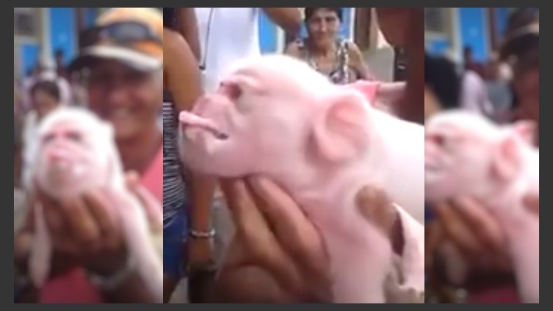 El chancho, en lugar de portar el rostro de uno de los de su especie, tiene uno similar al de un mono.