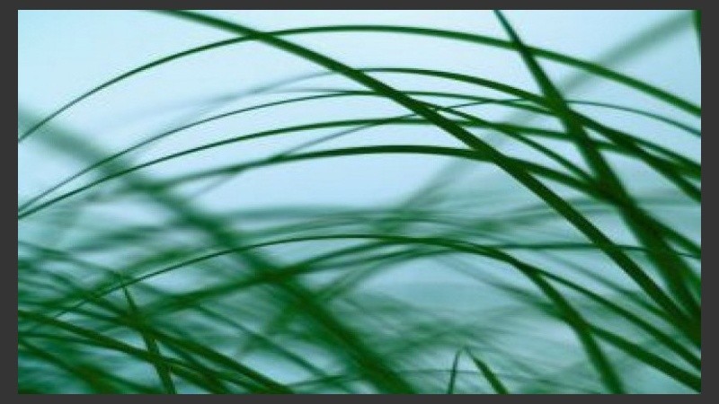 El viento mueve el pasto crecido por las lluvias.