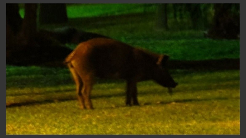 El porcino se paseó por la plaza la madrugada del sábado y luego desapareció.