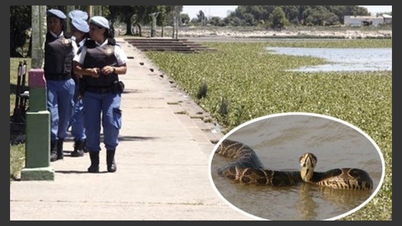 En la costa quilmeña encontraron lagartos, yararás, culebras y nutrias.