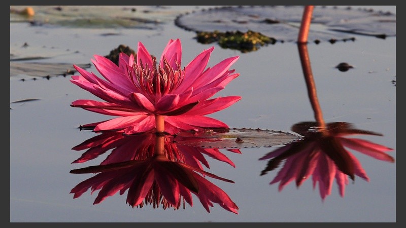 Tonos rosas y rojos resaltan en el agua. (EFE)