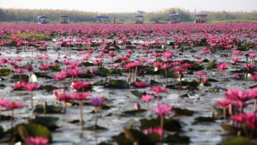 En esta época del año las flores toman vida y colorean el lago tailandés. (EFE)