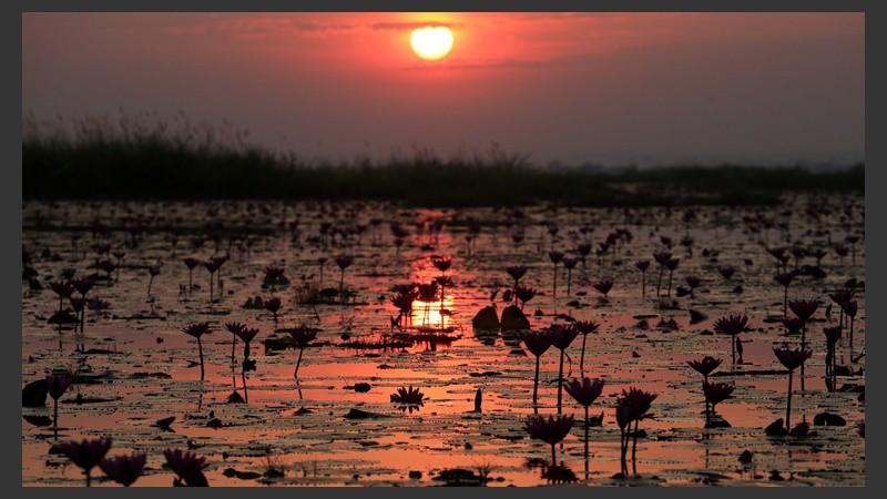 Postal del amanecer en el lago de las flores de Loto. (EFE)