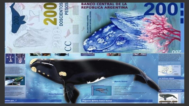 La ballena en los billetes y en un manual de Ciencias Naturales.