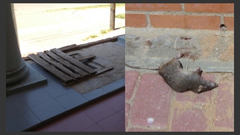 El nido tapado y una de las tantas ratas que mataron los vecinos.