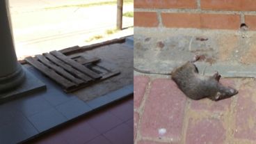 El nido tapado y una de las tantas ratas que mataron los vecinos.
