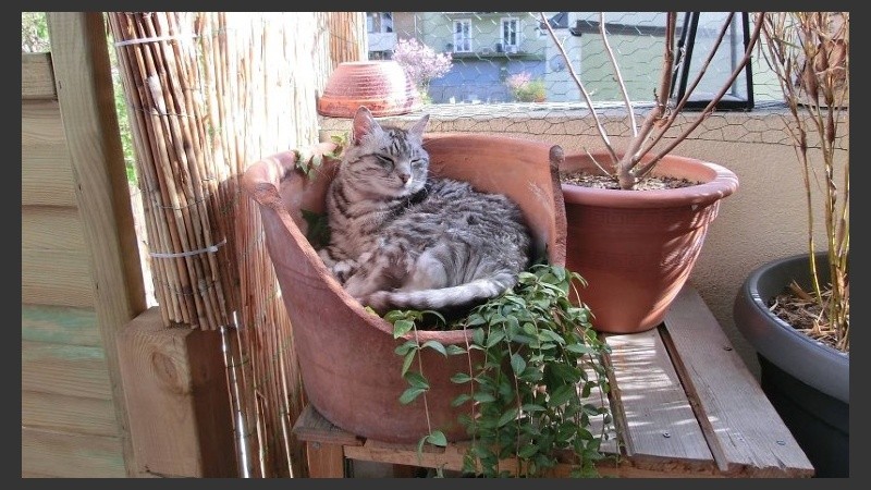 Lo dicho: “The cat is (not) under the table”