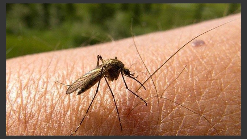 Desde el inicio de 2016, se registraron 26 casos de dengue en Santa Fe.