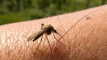 Desde el inicio de 2016, se registraron 26 casos de dengue en Santa Fe.