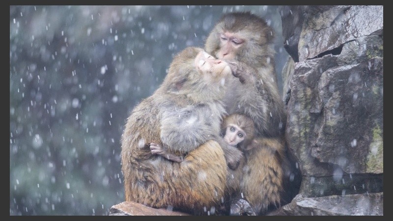 Una familia de monos busca refugio en unas rocas durante una nevada.