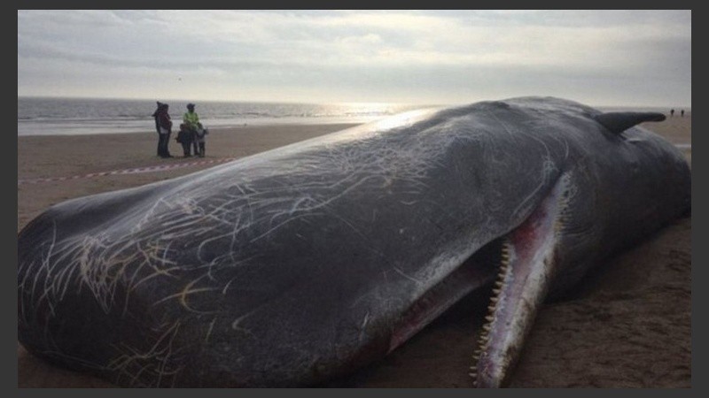 Aparecieron ballenas muertas en varias playas de Europa.