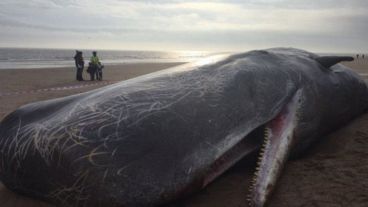 Aparecieron ballenas muertas en varias playas de Europa.