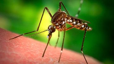 Las tres enfermedades transmitidas por el insecto "son para tomar en serio”.