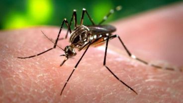 Confirmaron el primer caso de zika autóctono.