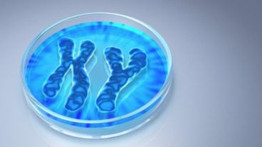 El cromosoma Y es un símbolo de masculinidad y solo está presente en los machos y los genes que codifican para la reproducción masculina.
