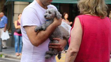 Un perro asustado tras el incendio.