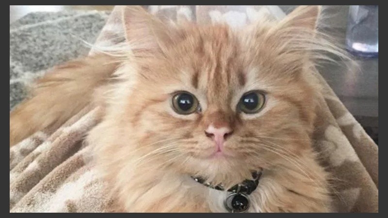 Sus dueños contaron que 