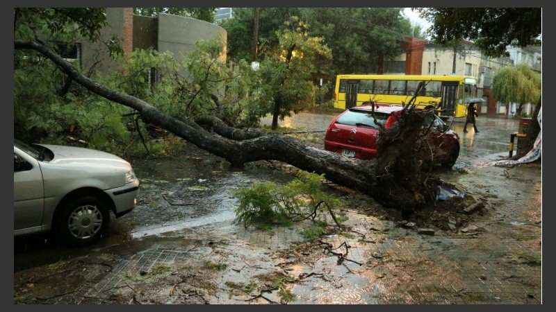 Otro árbol caído en Richieri casi Santa Fe. 