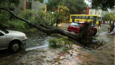 Otro árbol caído en Richieri casi Santa Fe.