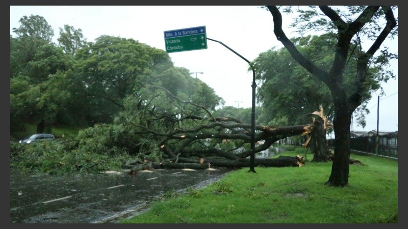 Un árbol caído interrumpía el tránsito en avenida Belgrano y Pellegrini. 