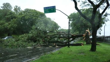 Un árbol caído interrumpía el tránsito en avenida Belgrano y Pellegrini.