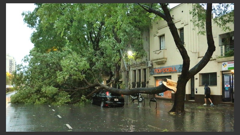 Pellegrini y Ayacucho, cayó un árbol de gran tamaño.