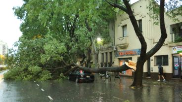 Pellegrini y Ayacucho, cayó un árbol de gran tamaño.