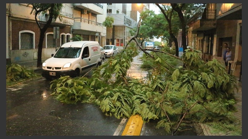 En sólo una cuadra, Catamarca entre Mitre y Entre Ríos, seis árboles caídos. 