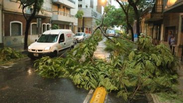 En sólo una cuadra, Catamarca entre Mitre y Entre Ríos, seis árboles caídos.