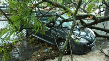 Avenida Belgrano y Laprida, un árbol cayó sobre un automóvil estacionado.