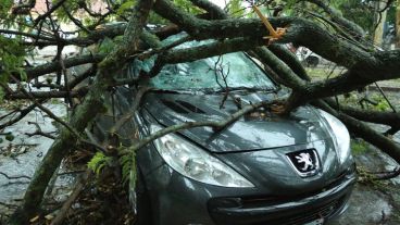 Un viejo árbol cayó sobre un auto estacionado en avenida Belgrano y Laprida. (Rosario3.com)