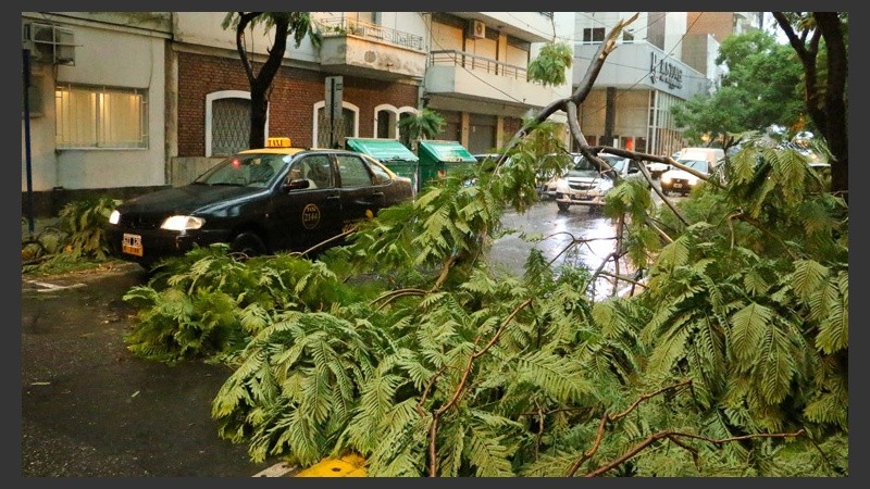 Muchas ramas caídas en distintos puntos de Rosario. (Rosario3.com)