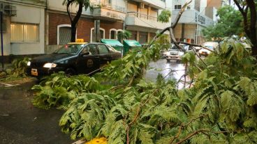 Muchas ramas caídas en distintos puntos de Rosario. (Rosario3.com)