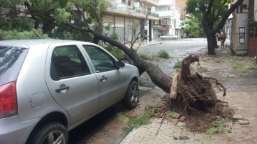 Un árbol caído en Urquiza al 2000.